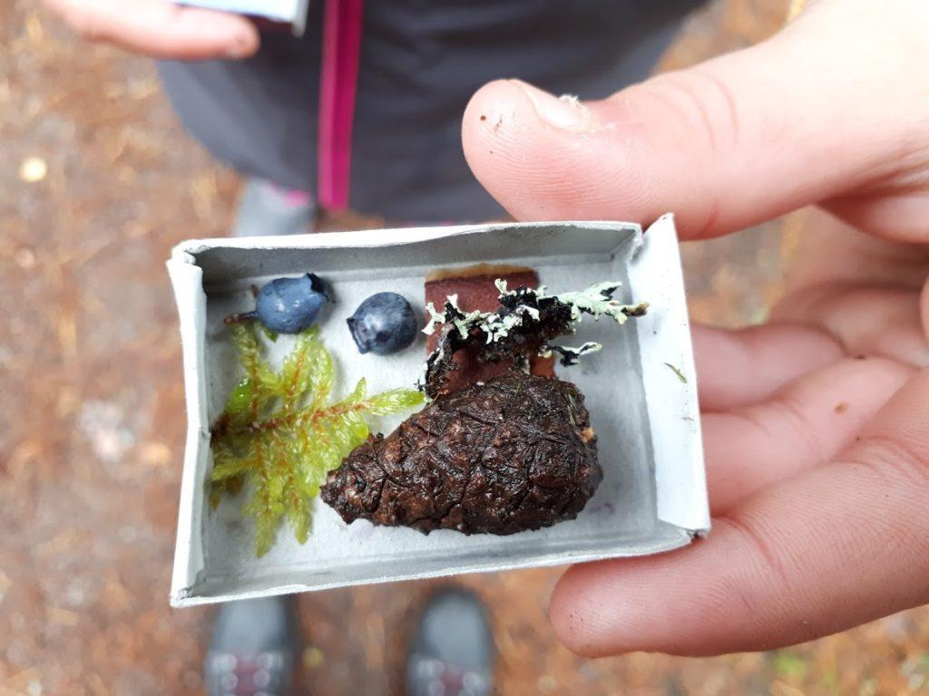 Pieni rasia jossa on pieni käpy, mustikoita yms.