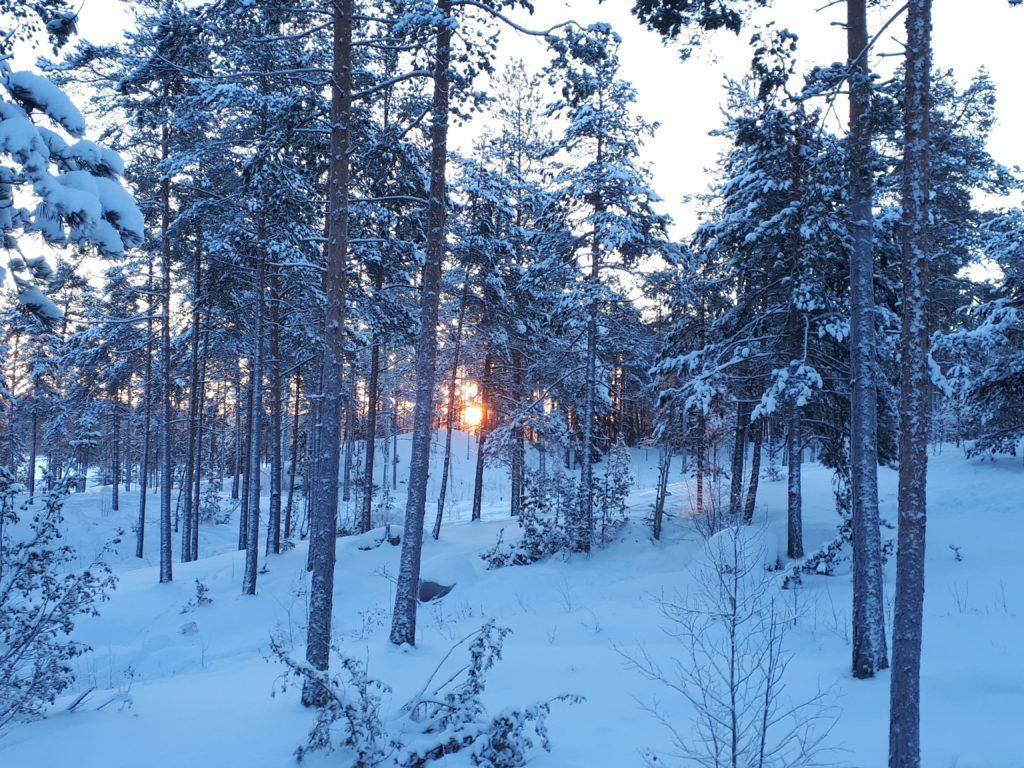 talvinen metsämaisema