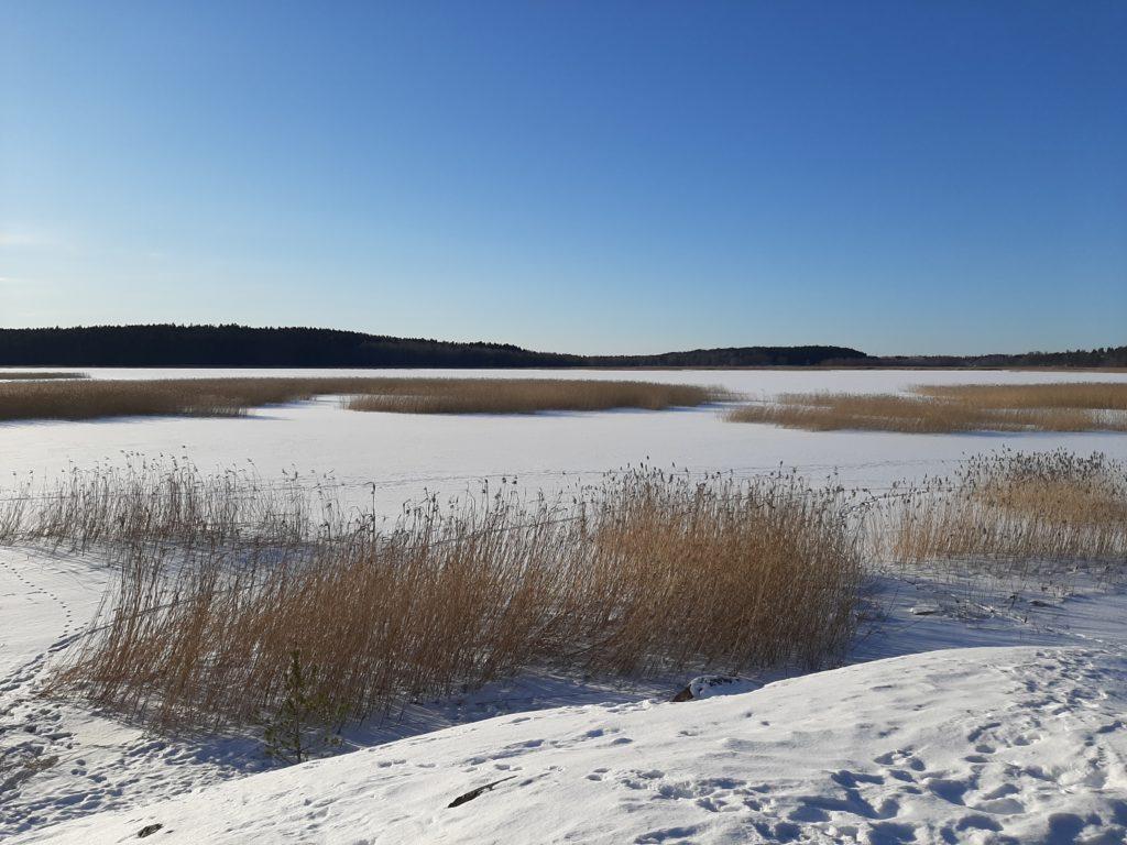 Talvinen maisema kaislikosta.