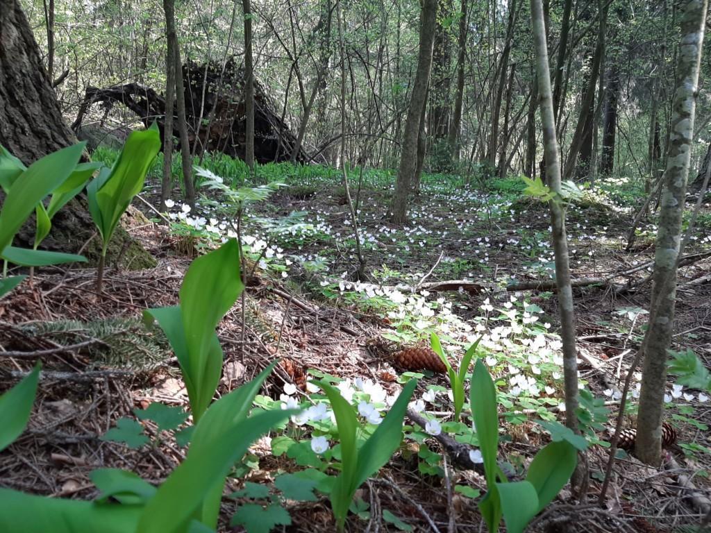 Keväistä metsänpohjaa Hasselholmenin luonnosuojelualueella.