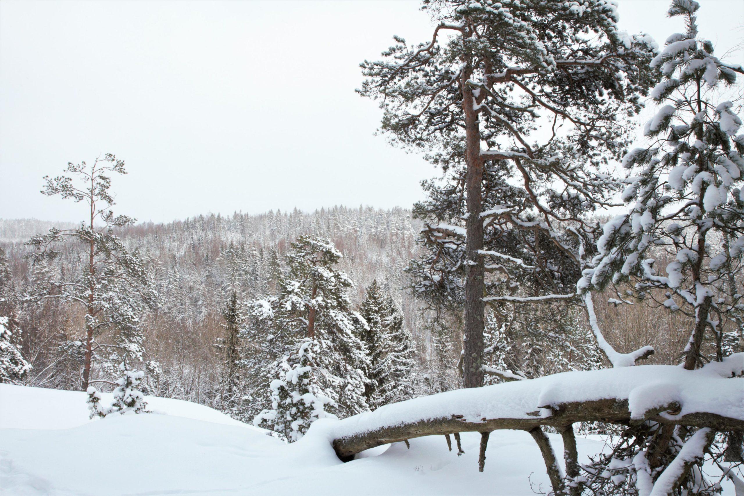 Talvinen metsämaisema Domargårdin luonnonsuojelualueelta