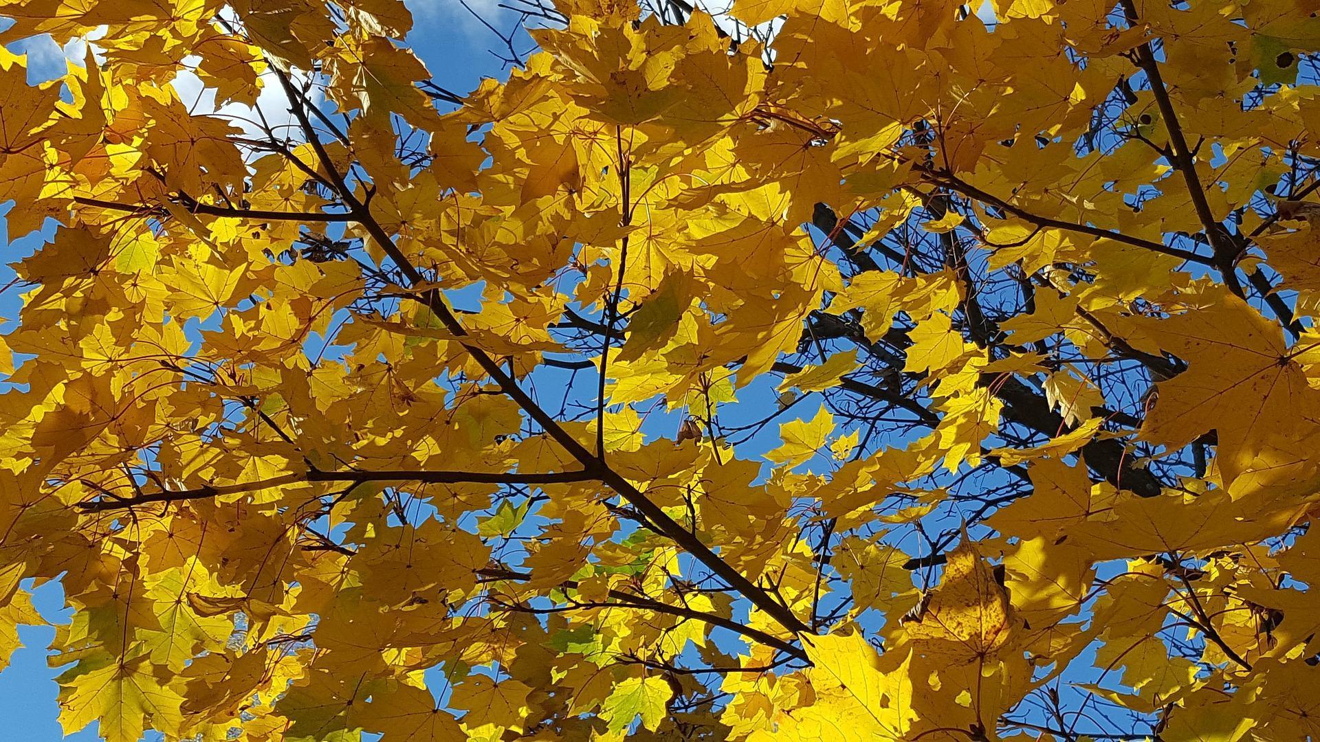 Keltaisia lehdet puussa.