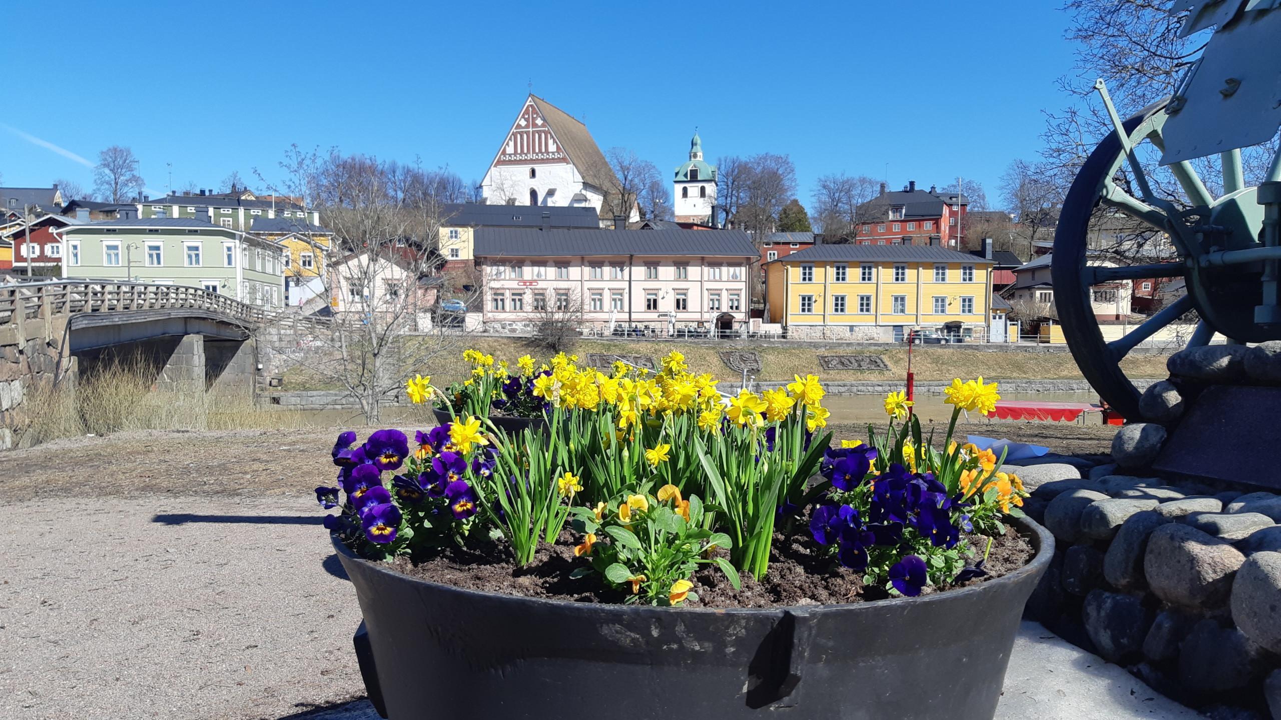 Kevätkukkia Tykkipuistossa. Vårblommor i Kanonparken.