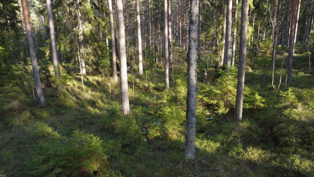 Mänty- ja kuusimetsää, mihin Epoon Kivitarha tullaan rakentamaan.