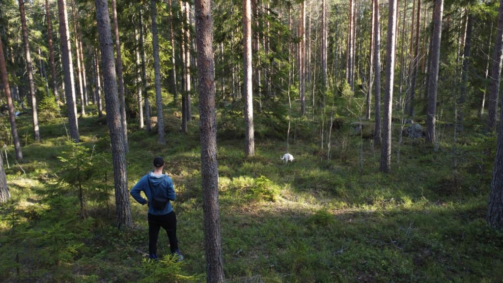 Mänty- ja kuusimetsää, mihin Epoon Kivitarha tullaan rakentamaan. Koira ja ihminen metsässä.