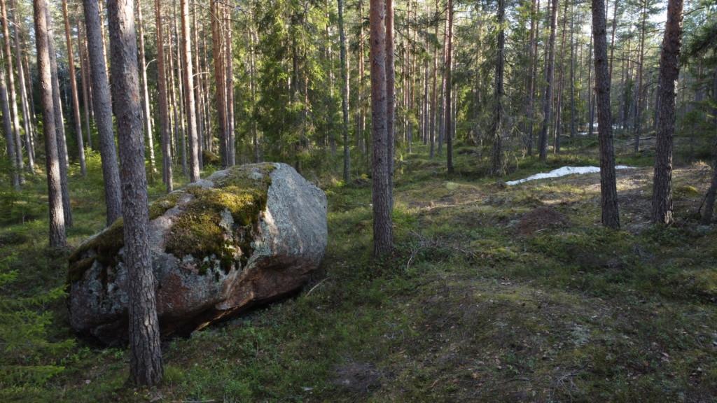 Mänty- ja kuusimetsää, mihin Epoon Kivitarha tullaan rakentamaan.