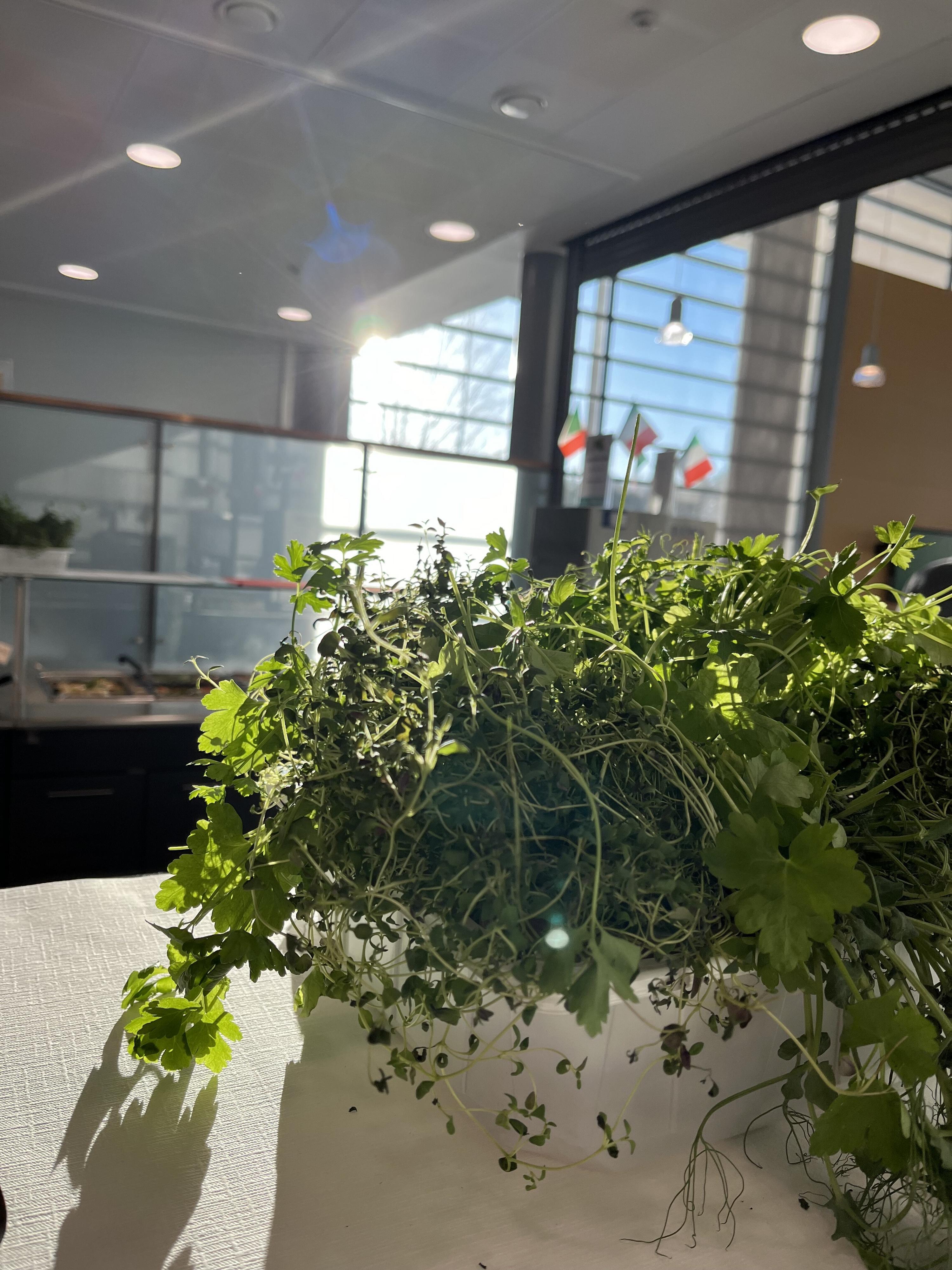 Herbs Italy Week decorations in school canteen.