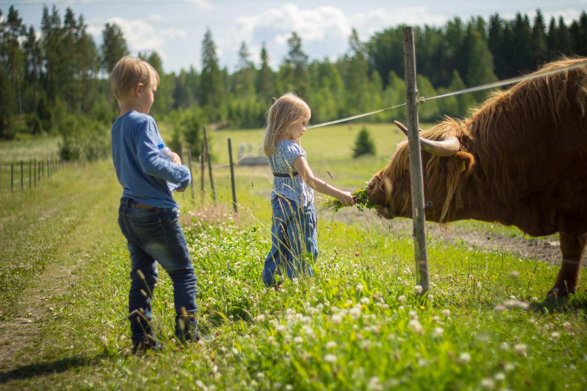 Lehmä kesäniityllä ja lapset syöttävät sille ruohoa.