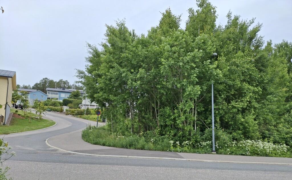 Valokuva rakentamattomasta tontista osoitteessa Haikkoonlammenrinne 1. Tontilla kasvaa puita. Kuvan vasemmassa reunassa näkyy naapuruston taloja.