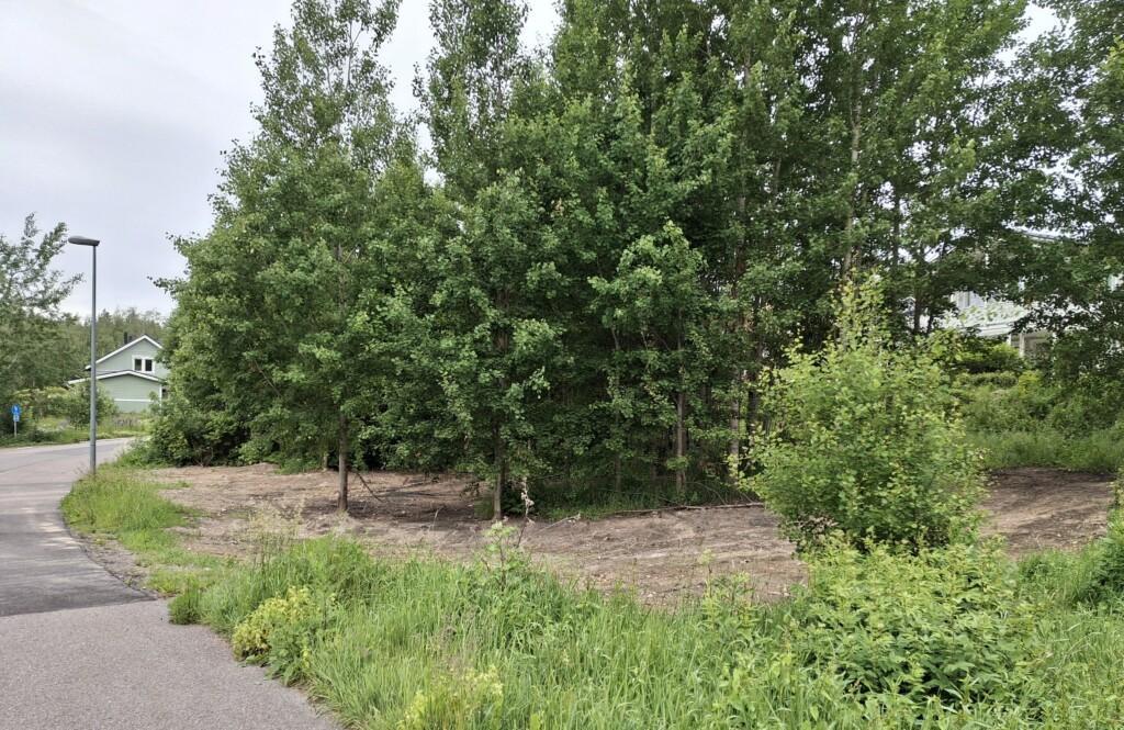 Valokuva rakentamattomasta tontista osoitteessa Haikkoonlammenrinne 1. Tontilla kasvaa puita. Kuvan vasemmassa reunassa näkyy omakotitalo.