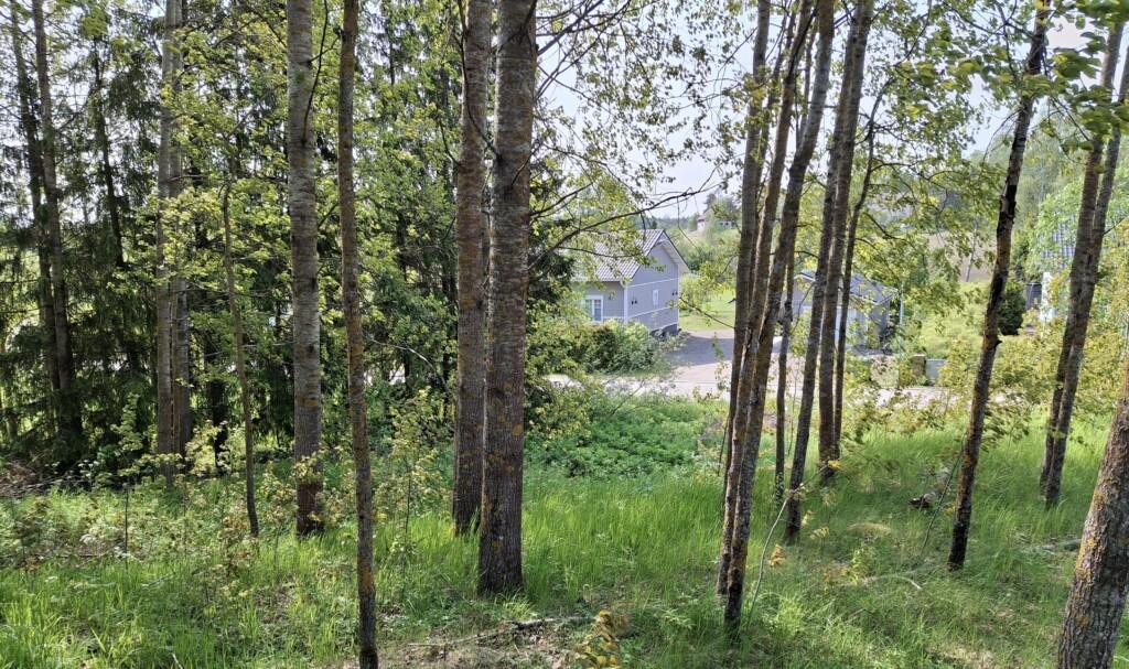 Valokuva rakentamattomasta tontista. Puiden välistä pilkottaa kadun toisella puolella olevia naapuritaloja.