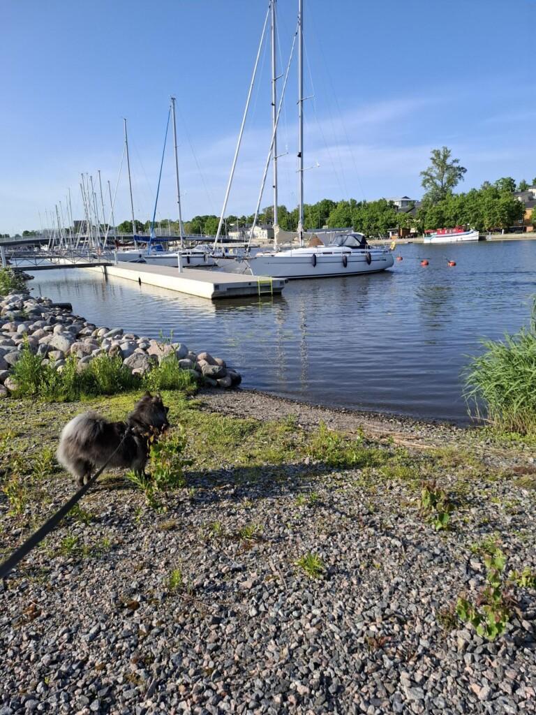 Koira talutushihnassa jokirannassa.