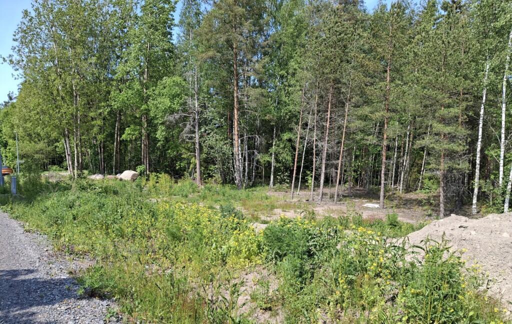 Valokuva rakentamattomista tonteista Sammalsuontien varrella.