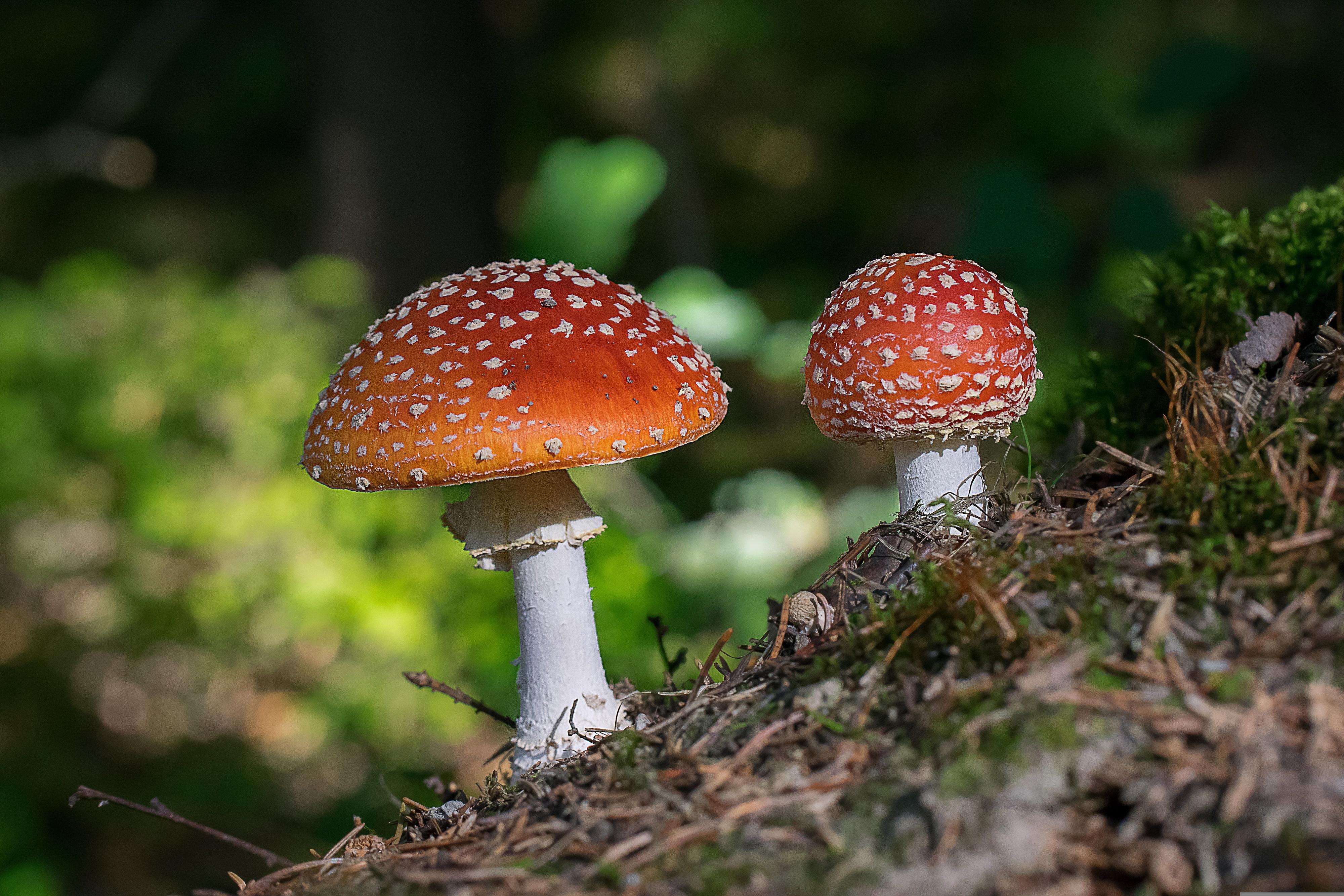 Kärpässieniä.