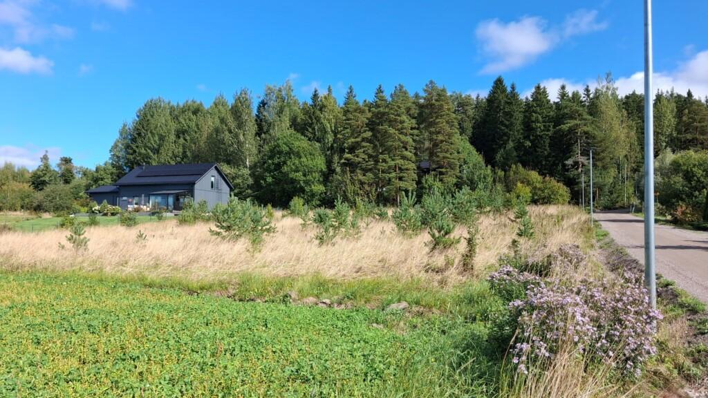 Foto av en äng som sakta växer igen av skog, där det finns två tomma egnahemstomter längs den grusbelagda Savimäkivägen. Längre bak till vänster finns ett relativt nytt egnahemshus och i bakgrunden syns fullvuxna träd.