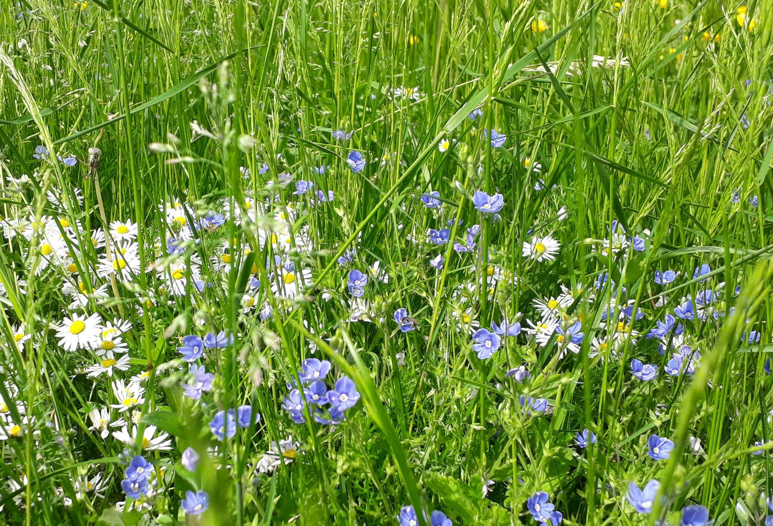 Kukkiva niitty. Blommande äng.