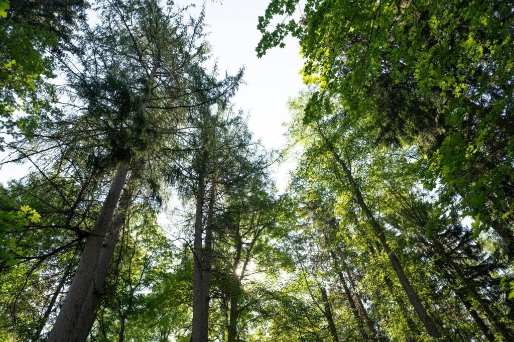 Kuva metsästä
