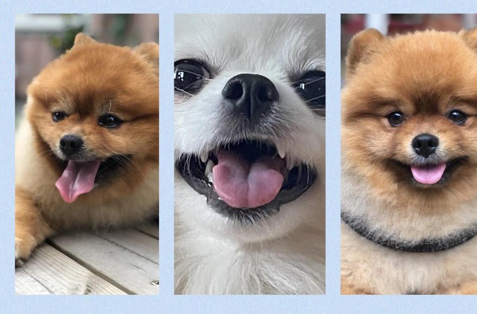 Top Koru dogs