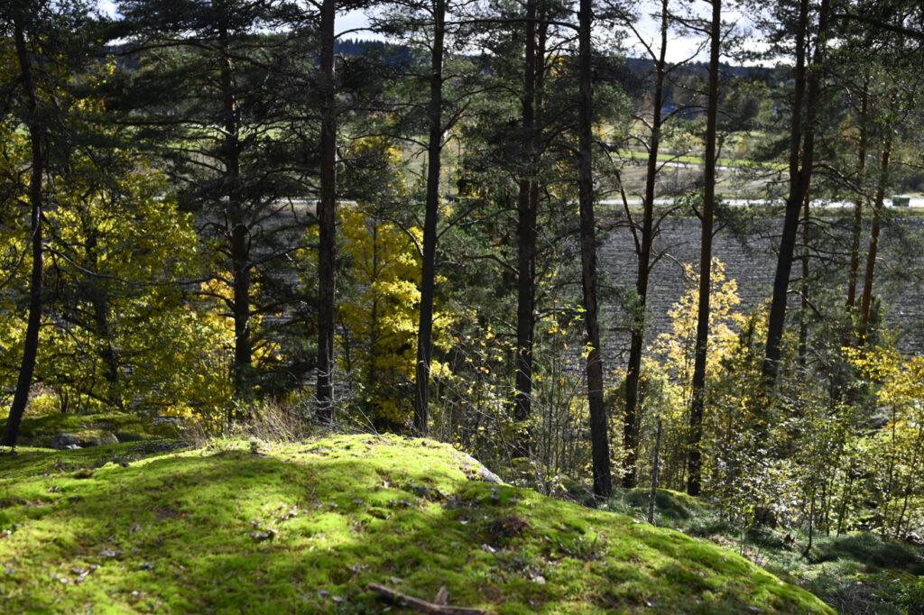 Syksyinen metsä.